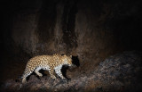 A Caucasian leopard at Khosrov Forest State Reserve (WWF)